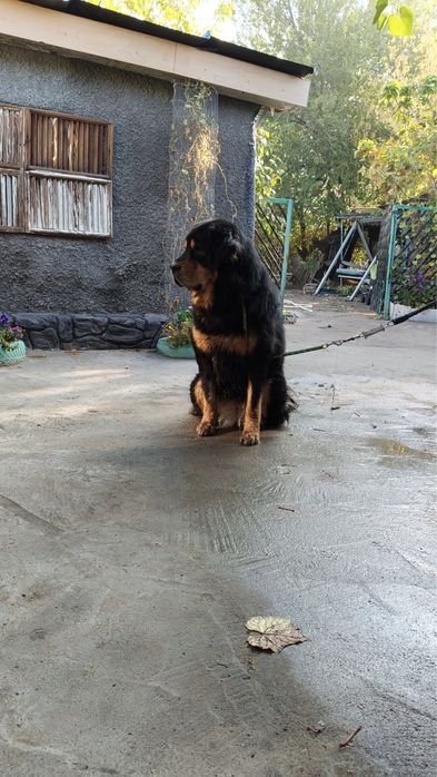 Ищем мальчика тибетского мастифа