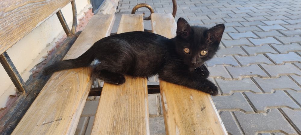 Котенка в хорошие руки