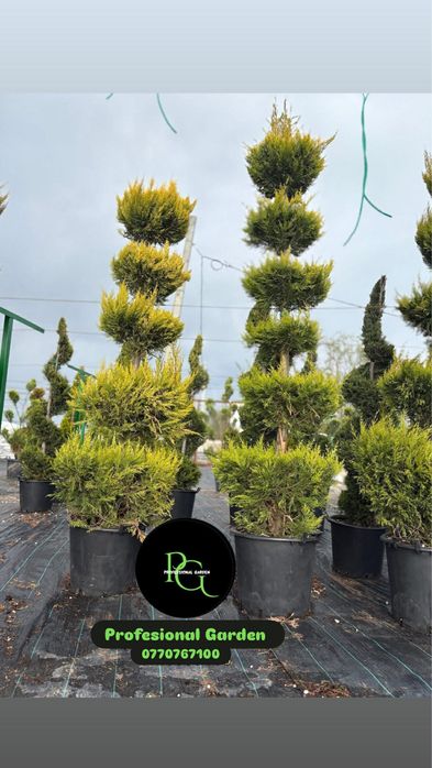 Vand plante ornamentale