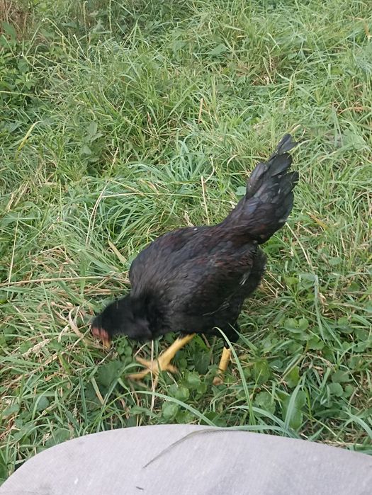 Vând cocos ,Combatant indian negru