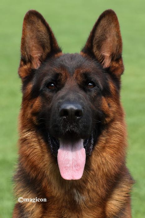 Щенки немецкой овчарки