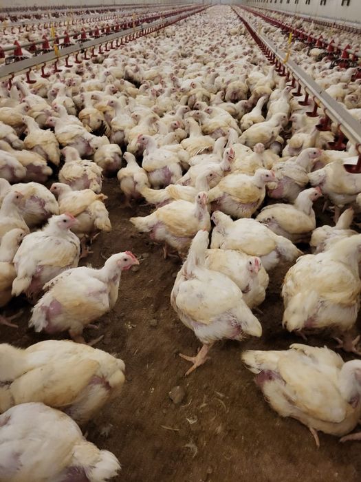 Pui rasă mixtă si pui albi de carne