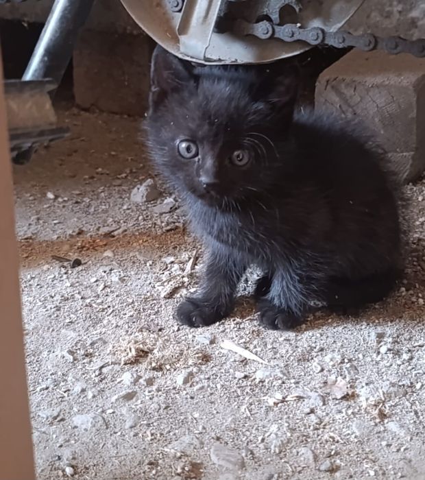 Одтам котят хорошие руки.