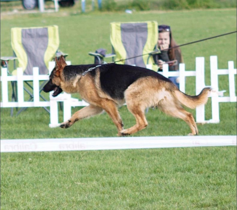 Mascul Ciobanesc German cu pedigree si drept de monta