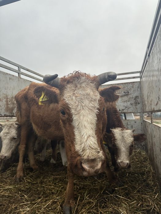 Корова и телка