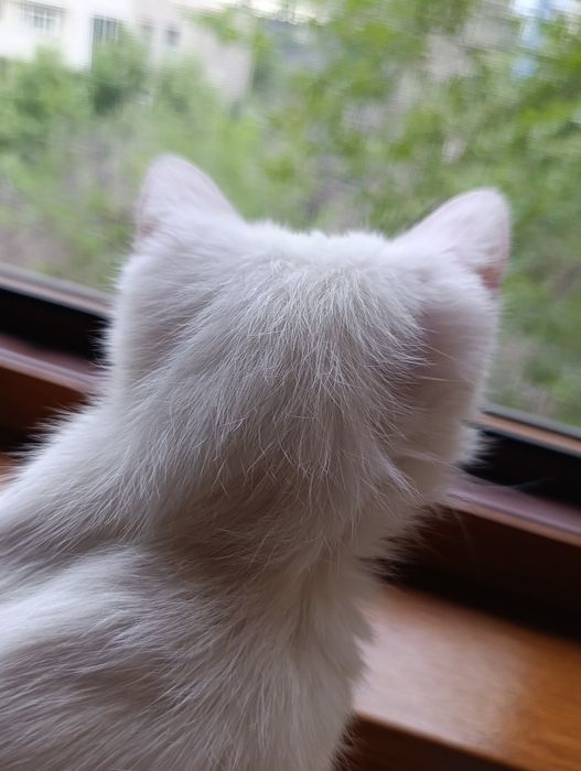 Ищу дом для кошечки