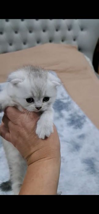 Вислоухие шотландские котята