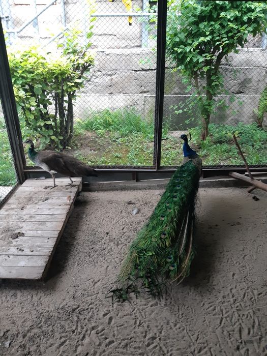 Самка павлина продам