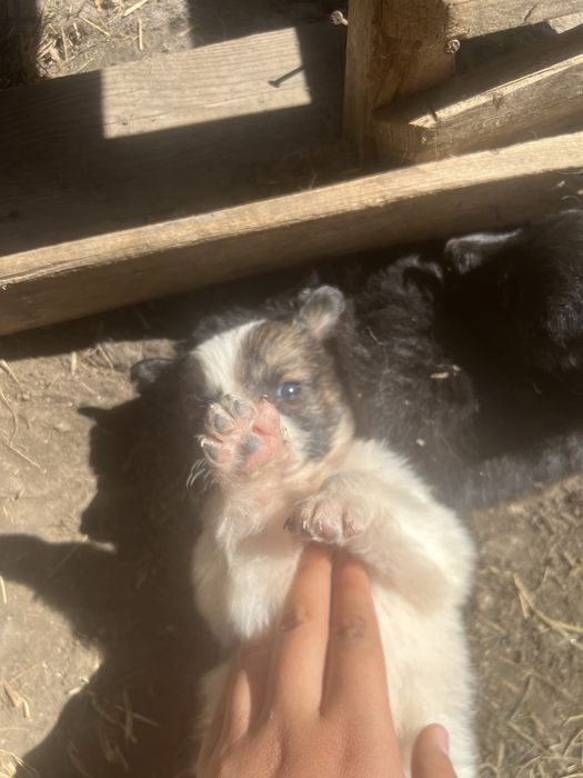 Щенки дворняжки!!!