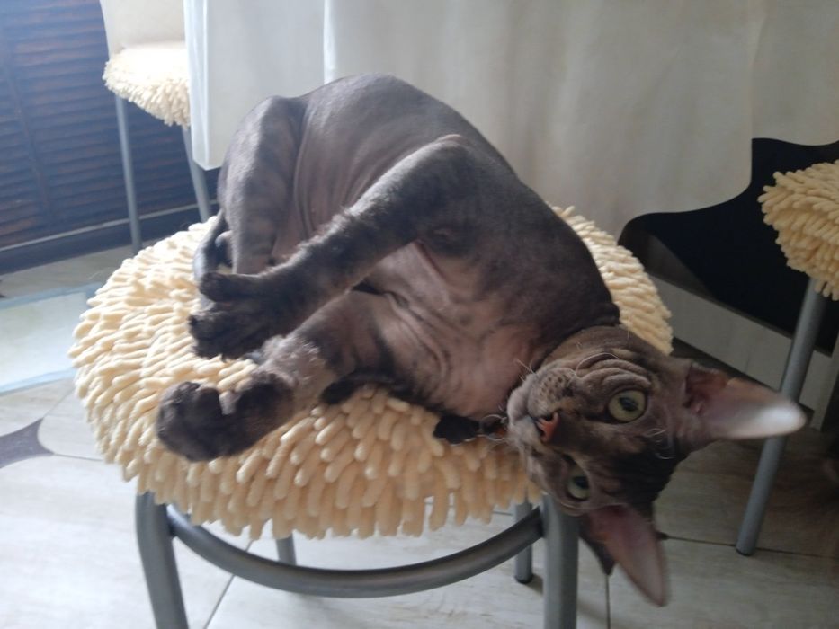 Вязка кошек сфинксов