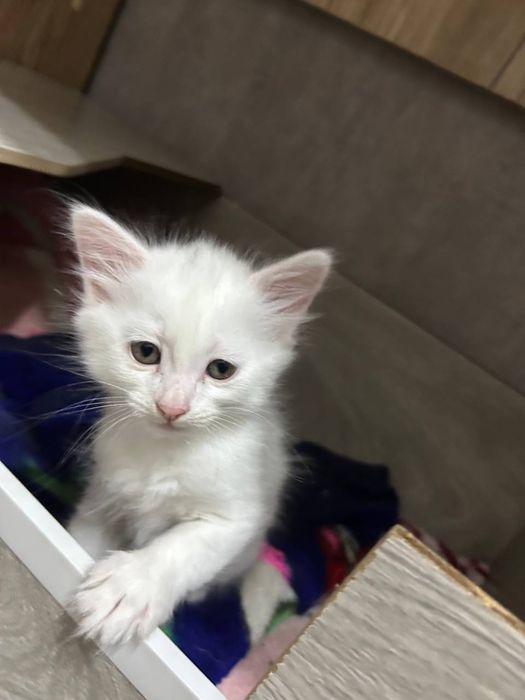 Отдадам котят в хоршие руки