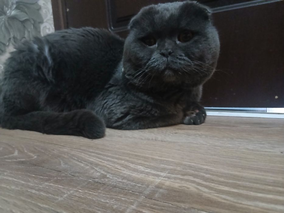 Продаётся кот 3 года опытный