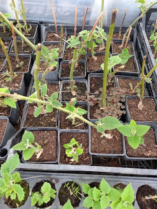 Paulownia Clona Carpatica Butasi Lemnificat