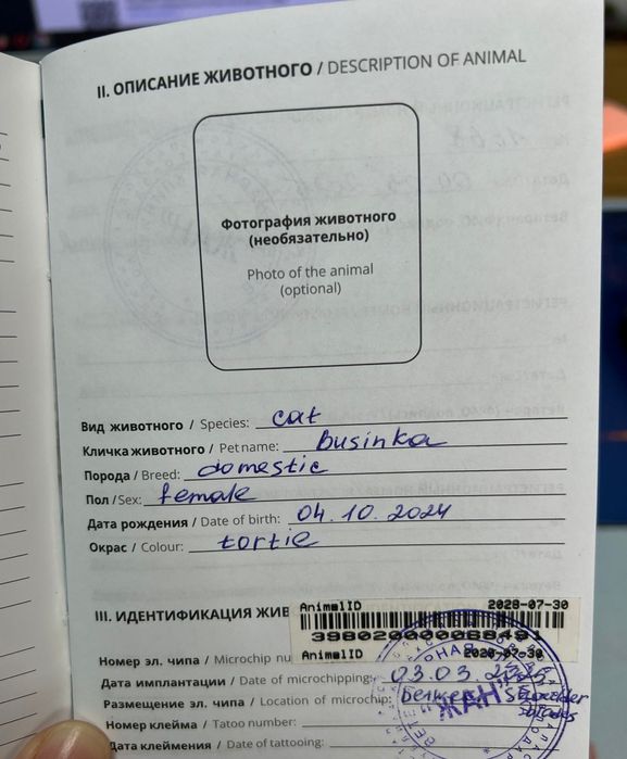Кошка по имени Бусинка
