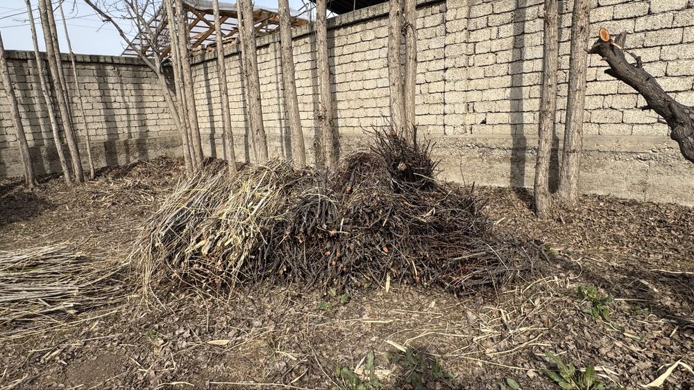 Shox shabba TAYYOR boylab qoyilgan