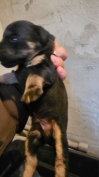 Продаются щенки Немецкого Ягдтерьера