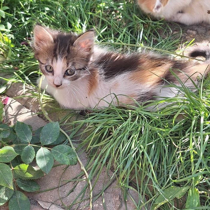 Adoptie pisici jucăuși si drăguți