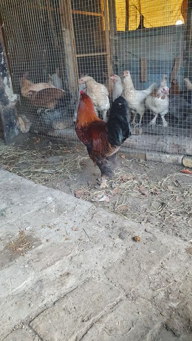 Xòroz xonaki sotiladi