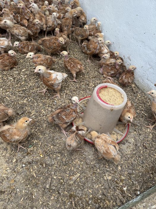 Puicute Kabir ouatoare si de carne