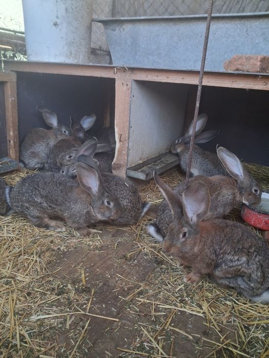 Urias german de vanzare