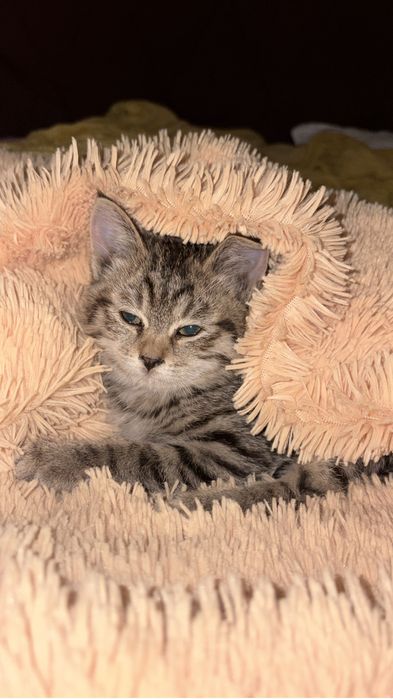 Ищу дом для красивого котика.Мальчик