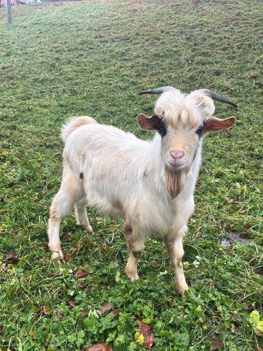 Vând ţap de 8 luni!