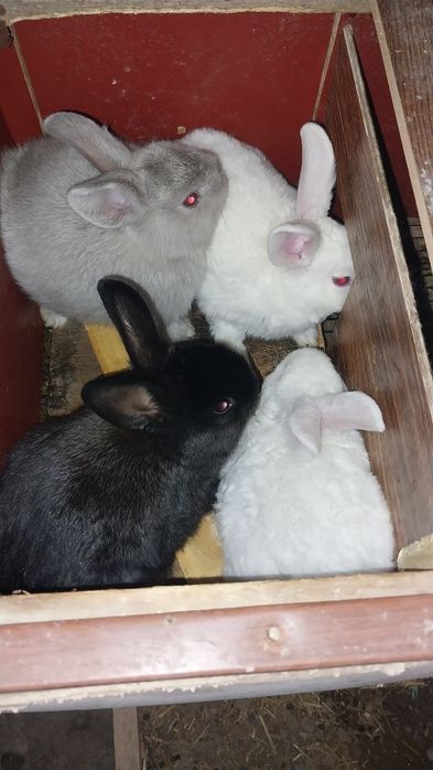 Куенни болалари сотилади срочна