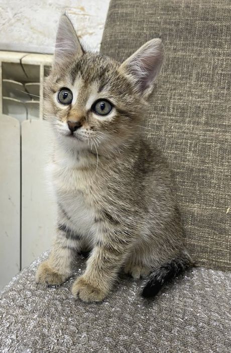 Отдам котят в добрые руки!
