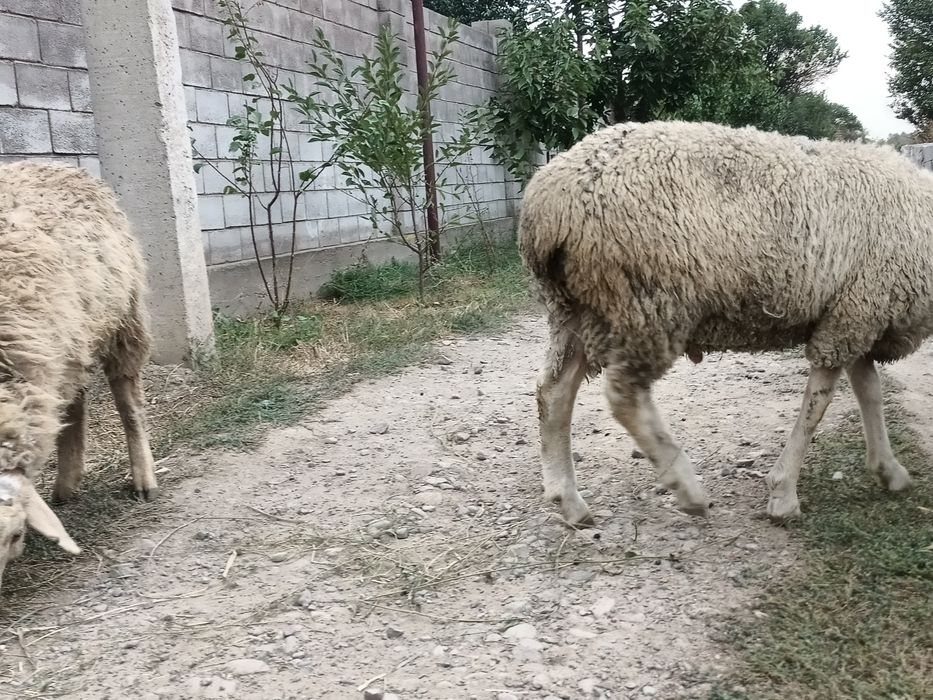 Тоқты семіз байланған