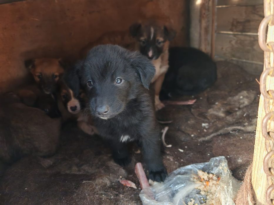 Отдам бесплатно щенка