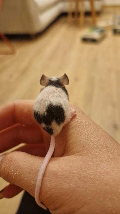 Мини мишка Панда