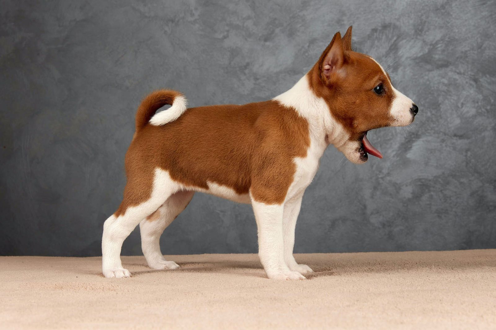 Basenji olx hot sale