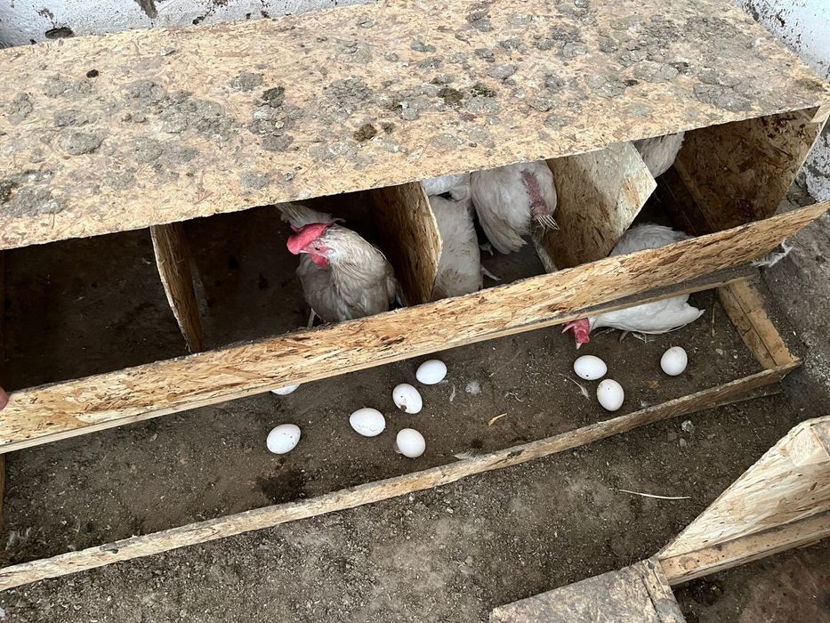 мини фабрика можно  как КХ