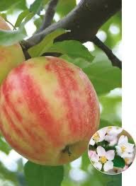 Mar Karnaval soi deosebit