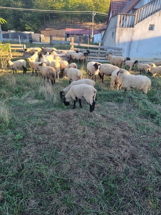 Vand  oi suffolk   Gestante