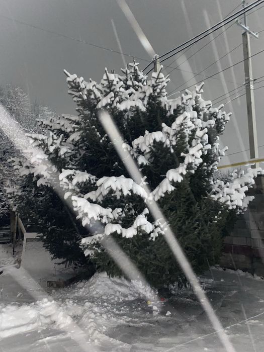 Живая ель (примерно 2,5–3 м), самовывоз + выкопаем