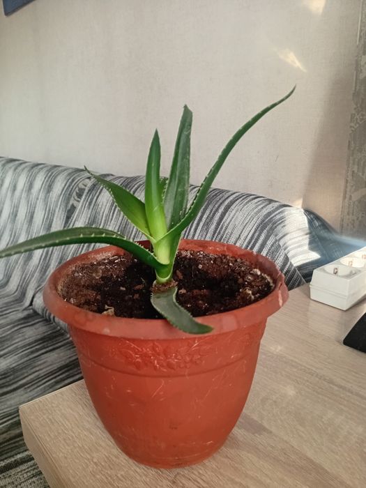 Продам Алоэ  Вера