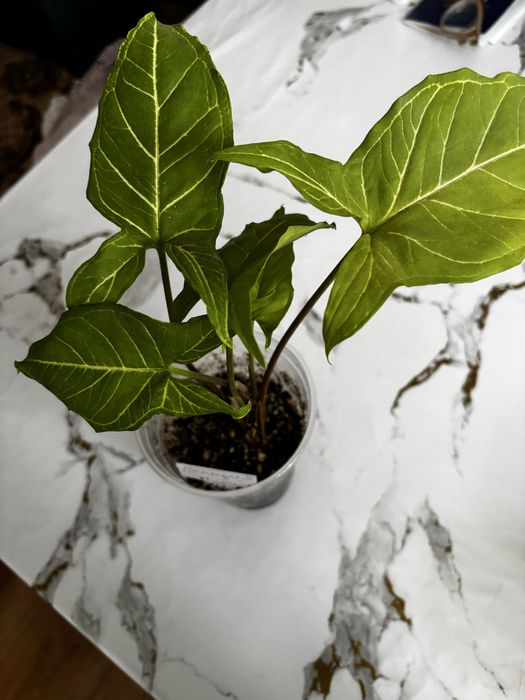 Продаю цветы сингониумы и эпипремнум