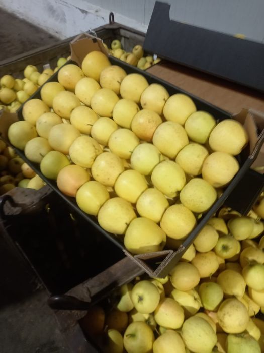 Pere lukas olanda mere