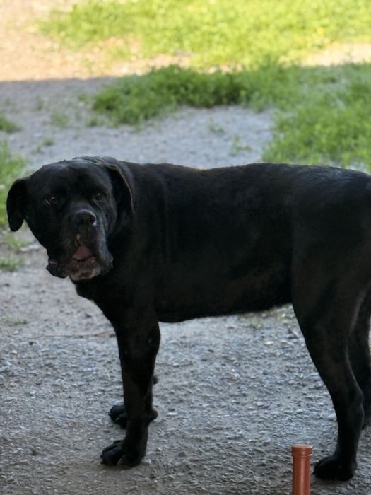 Итальянский Кане Корсо