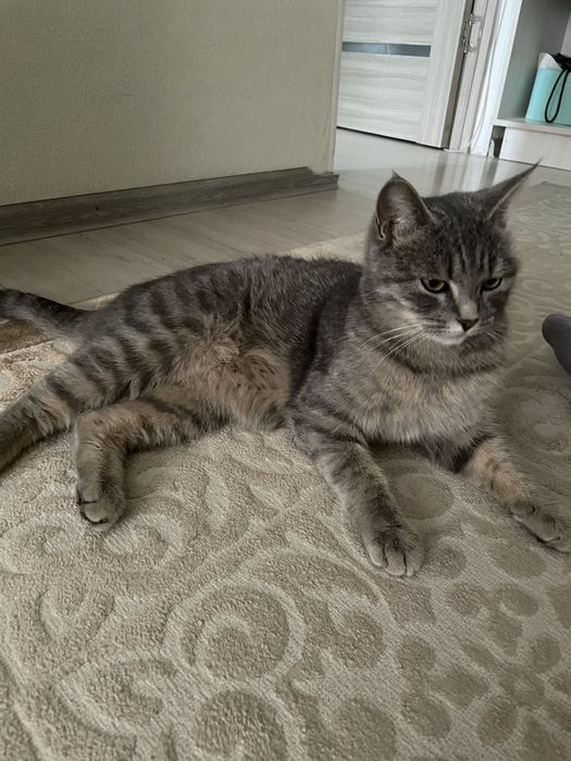 Кошка табби, девочка