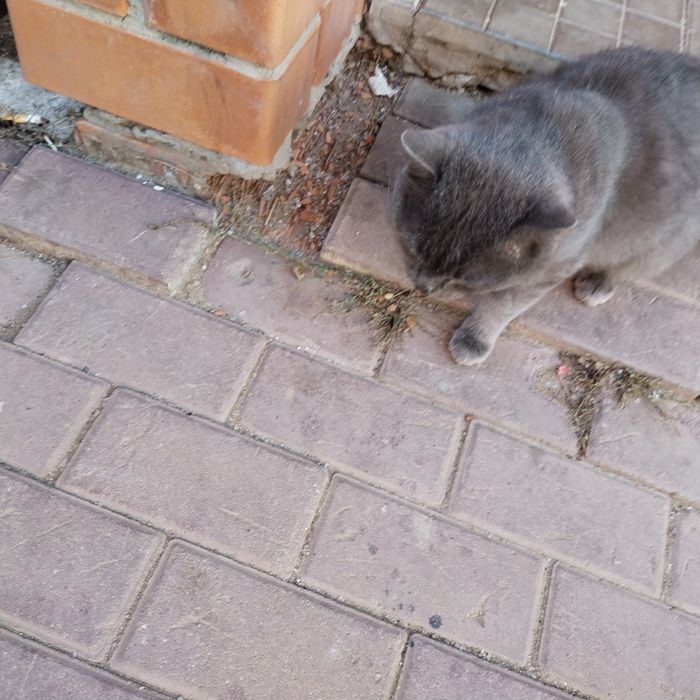 Кот в надёжные руки