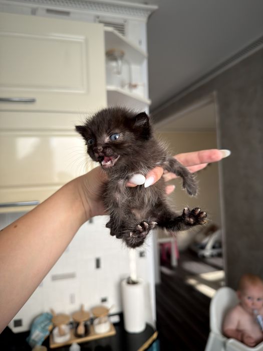 Котенок бесплатно