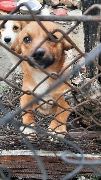 Adoptie catei de talie foarte mica