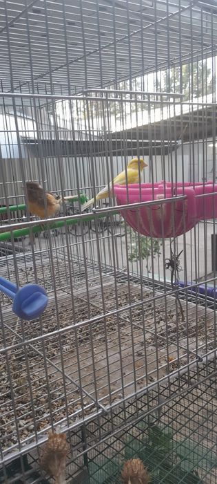 Kanareykalar sotiladi