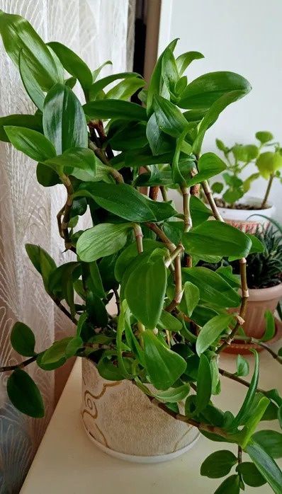 Цветый комнатные, разные