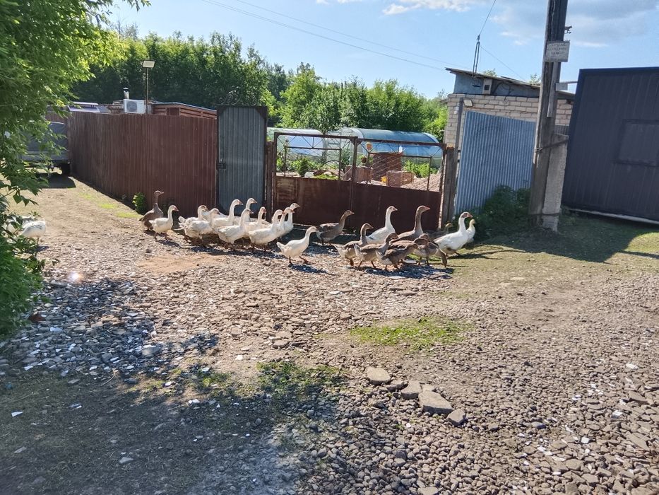 Продам гусей домашних