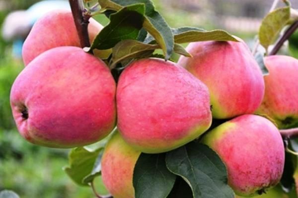 Продам саженцы местной яблони