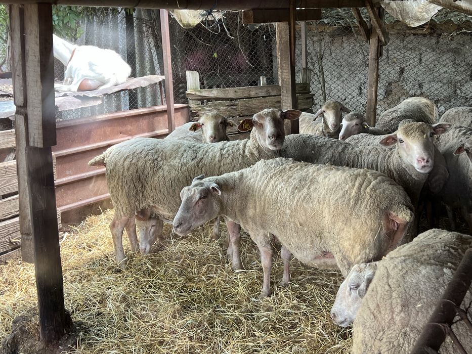Oi merinos de palas de vanzare