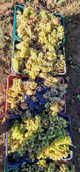 Vand strguri de vin producator cu acte